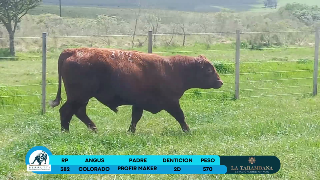 Lote Toros Angus a remate en Los Clase A 570kg - , Rocha