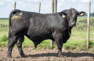 Lote Toros a remate en Nacional Brangus, Tacuarembó