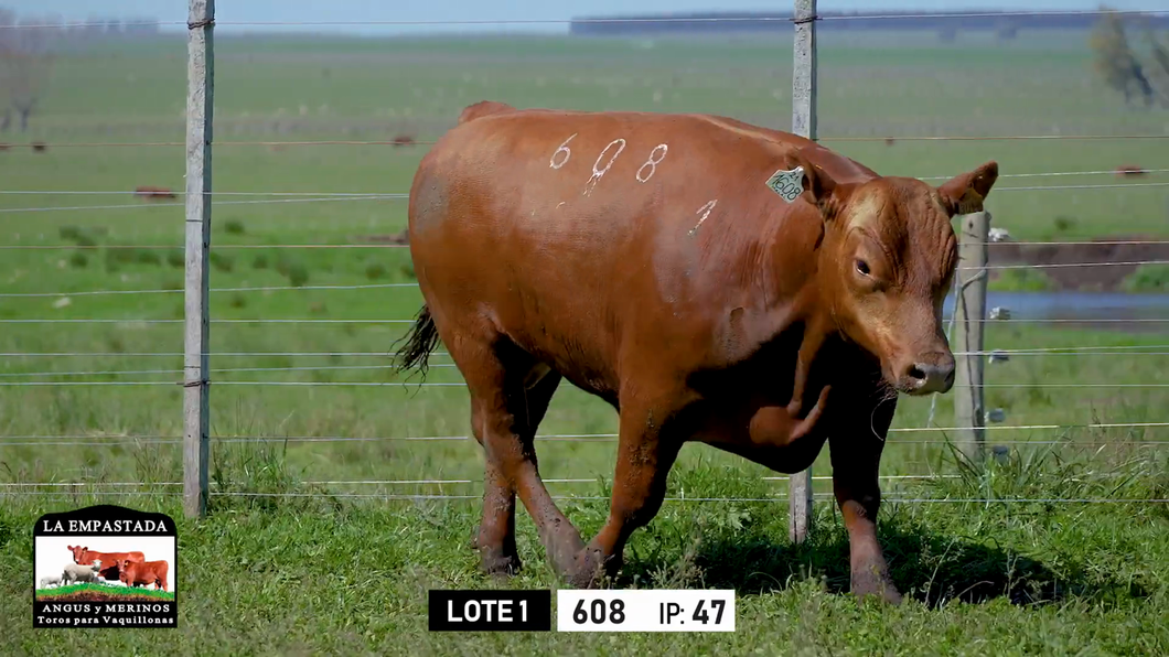 Lote Toros a remate en Toros para Vaquillonas - La Empastada, Durazno