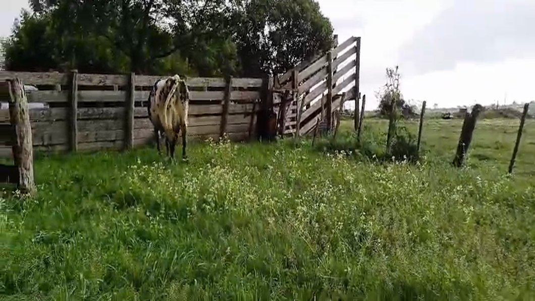 Lote Vaca a remate en #50 Pantalla Carmelo 450kg -  en COLONIA QUEVEDO