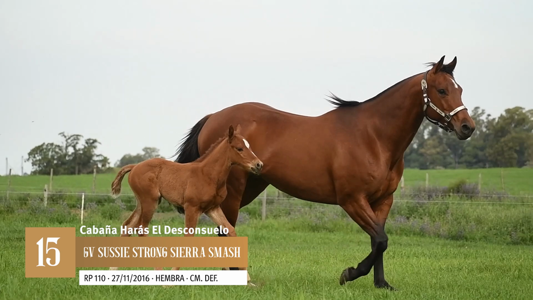 Lote Yeguarizos a remate en Entre Razas , San José