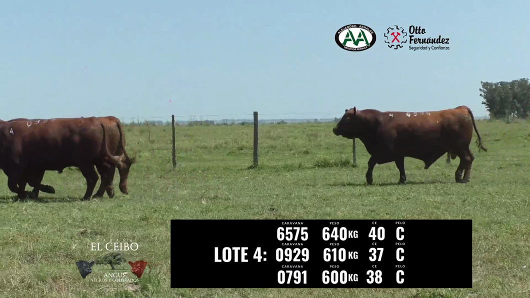 Lote 3 Toros a remate en El Ceibo - Angus, Artigas