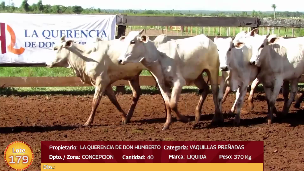 Lote LOTE  179