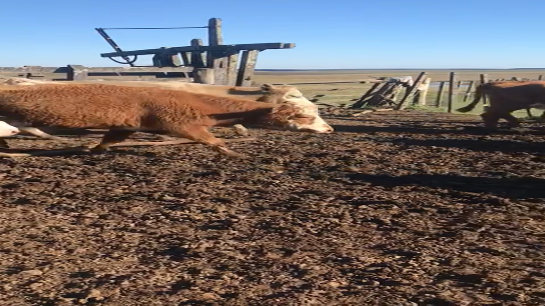 Lote 35 Vacas preñadas