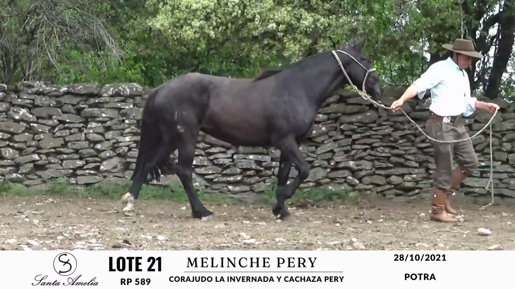 Lote MALINCHE PERY