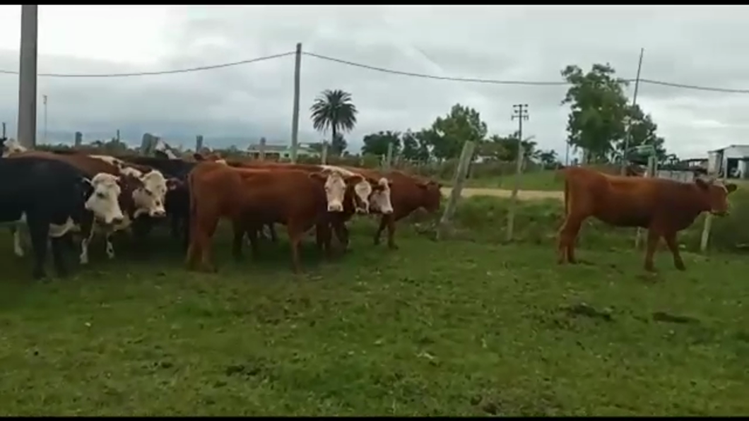 Lote VACAS Y VAQUILLONAS PREÑADAS