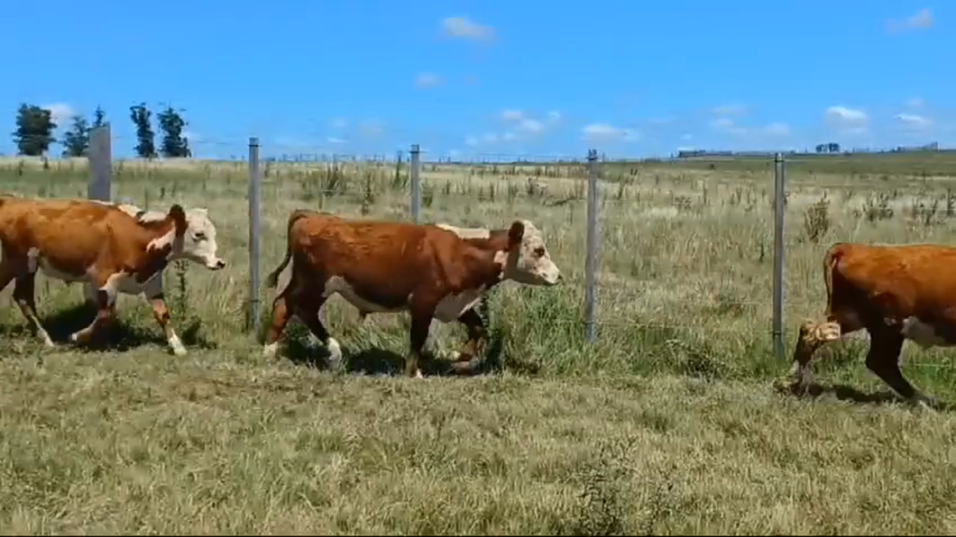 Lote 3 Novillos 1 a 2 años HEREFORD a remate en #42 Pantalla Carmelo  200kg -  en EL CAUTIVO