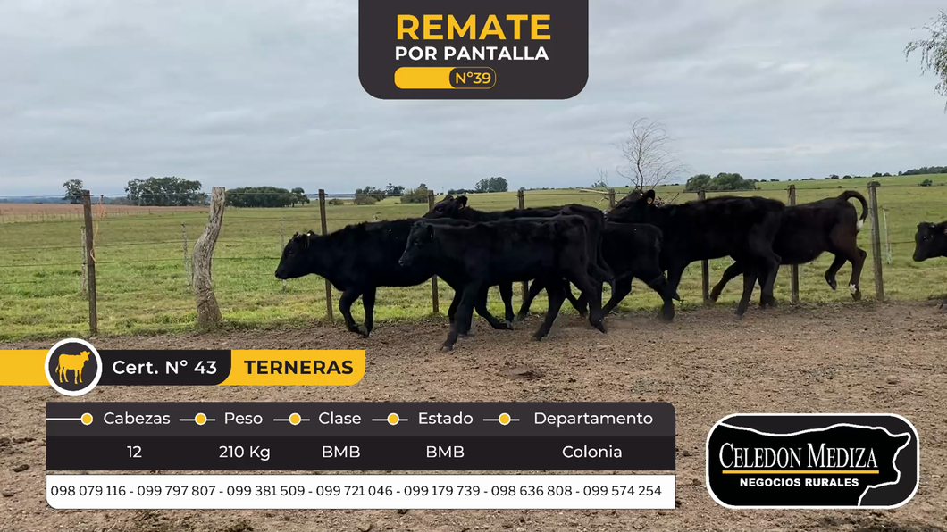 Lote 12 Terneros en Colonia