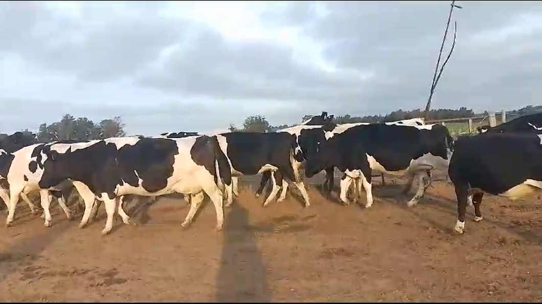 Lote 15 Vacas y vaquillonas hol a remate en Pantalla Camy  520kg -  en Carreton