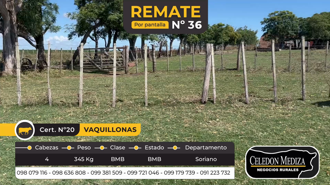 Lote 4 Vaquillonas 1 a 2 años en Agraciada, Soriano