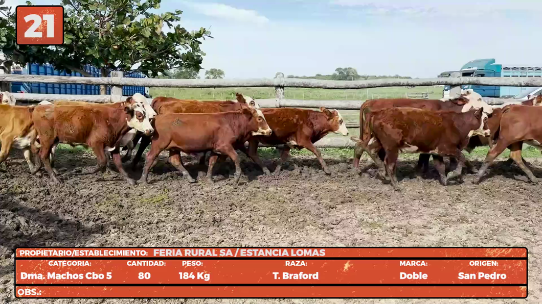 Lote LOTE 21