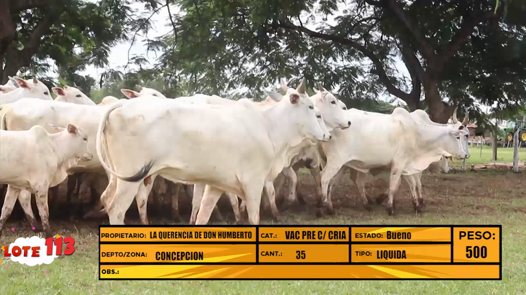 Lote LOTE 113