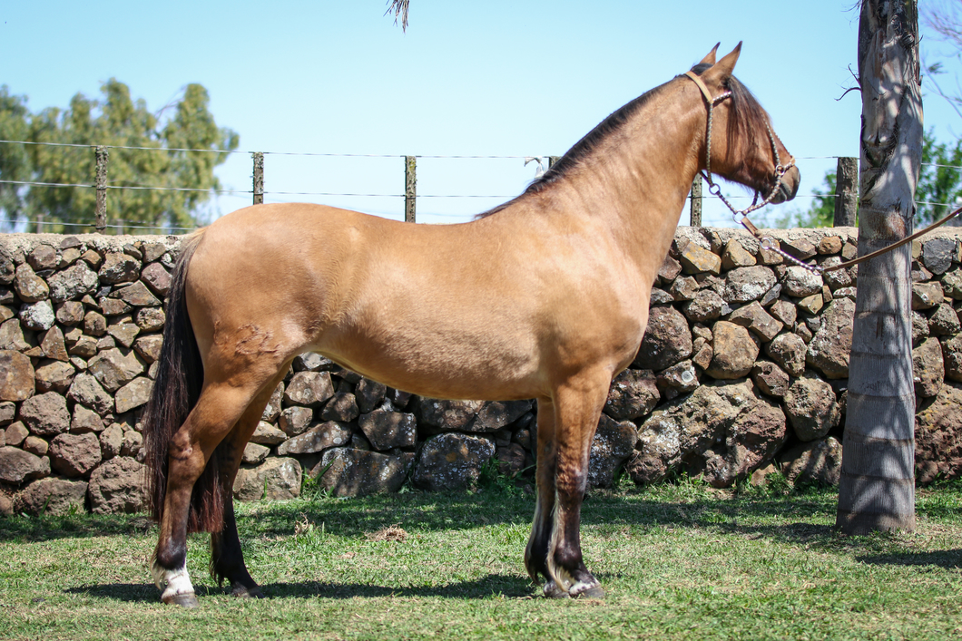 Lote Santa Ines Latifa