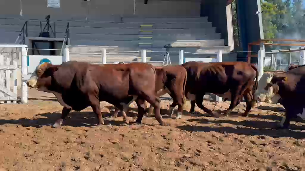 Lote 23 Toros de invernar en Corrientes, Bella Vista