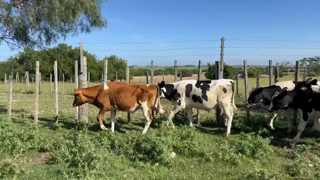 Lote TERNEROS