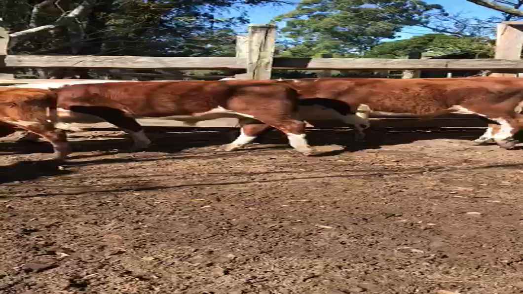 Lote 60 Terneros