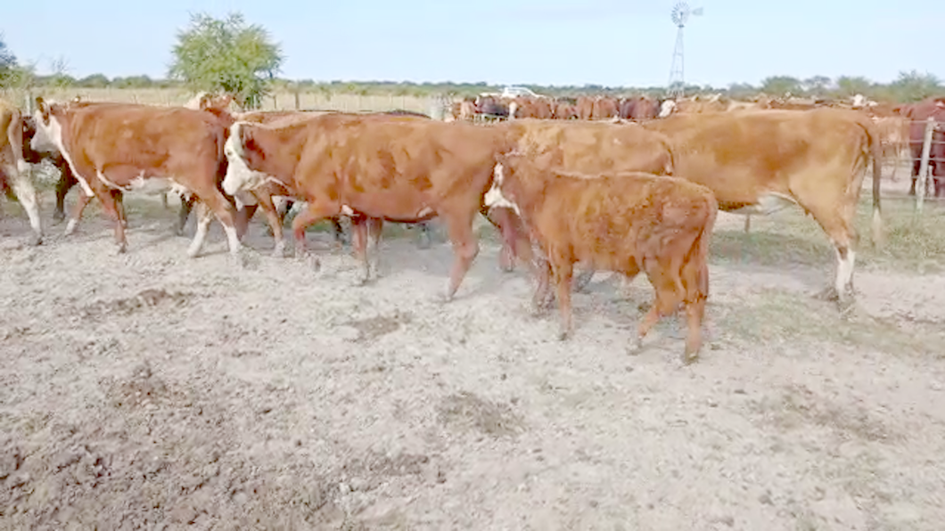 Lote 37 Vacas Y 2 Toros Braford en Campo Andino, Santa Fe