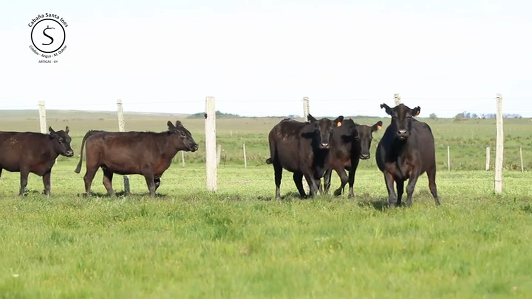 Lote 5 Vacas preñadas Black Angus a remate en Santa Ines, Artigas