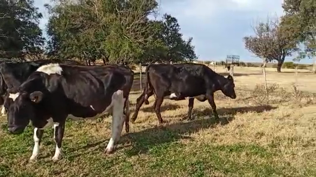 Lote 4 Vacas de Invernada HOLANDO a remate en PANTALLA CAMY 470kg - , San José