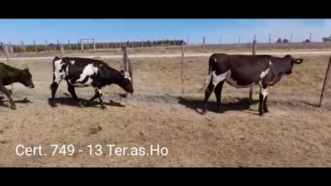 Lote TERNERAS