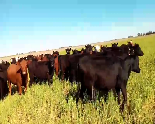 Lote 70 Terneras en Buenos Aires, Salazar