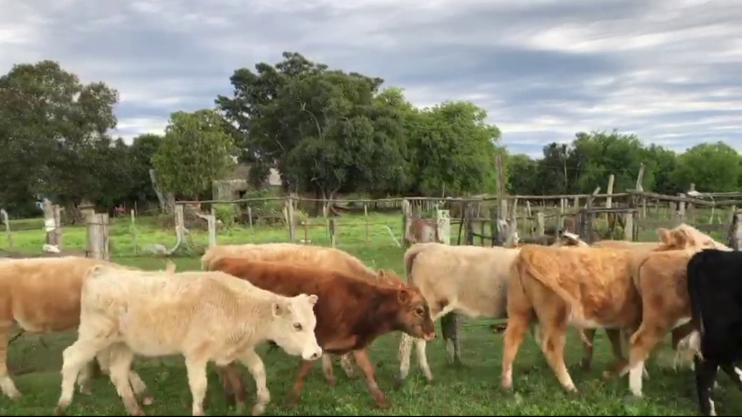 Lote 10 Terneros/as de Lourdes Olivera