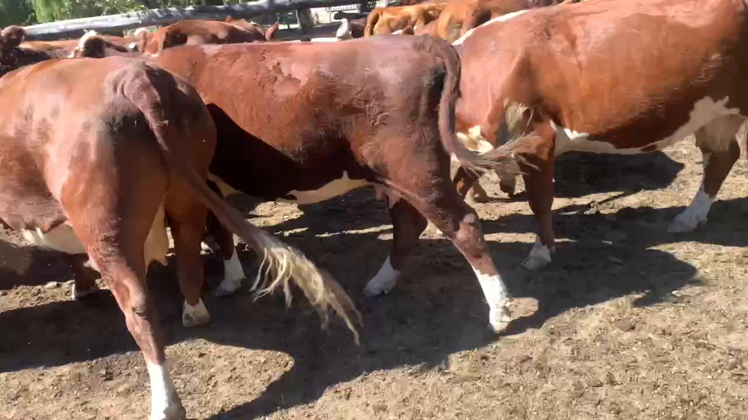 Lote 20 Vaca Gorda en San Javier, VII  Región Maule