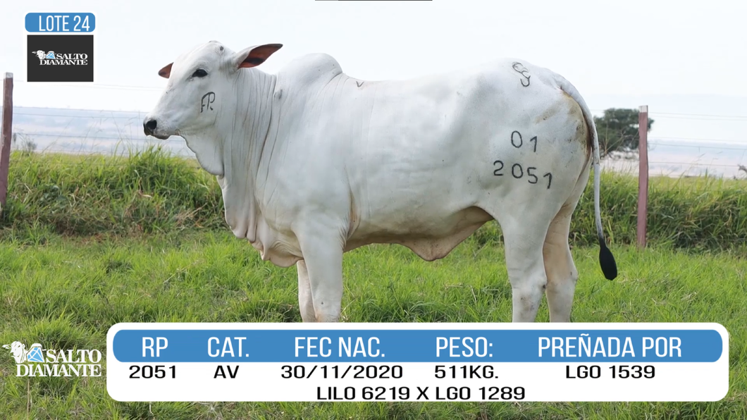 Lote LOTE 24