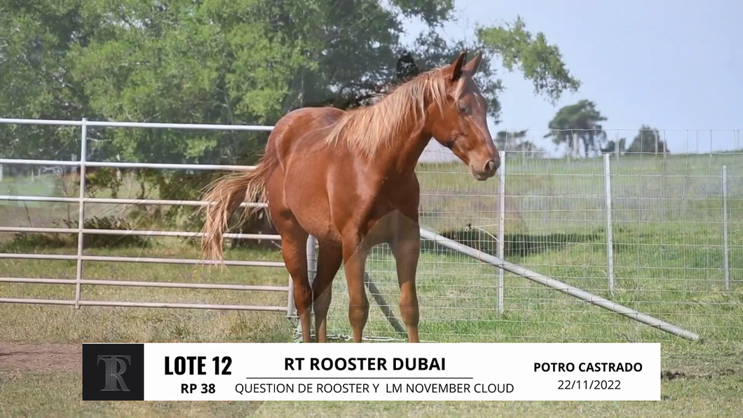 Lote RT ROOSTER DUBAI