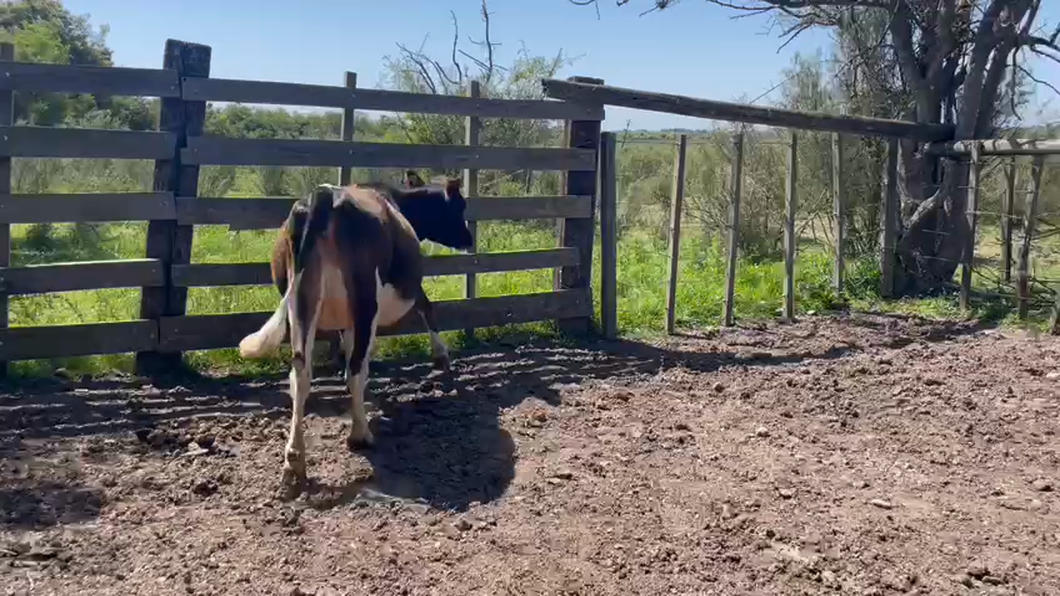 Lote Vaquillonas  Cruza a remate en 9° Entre Martillos -kg -  en Rincón de conde