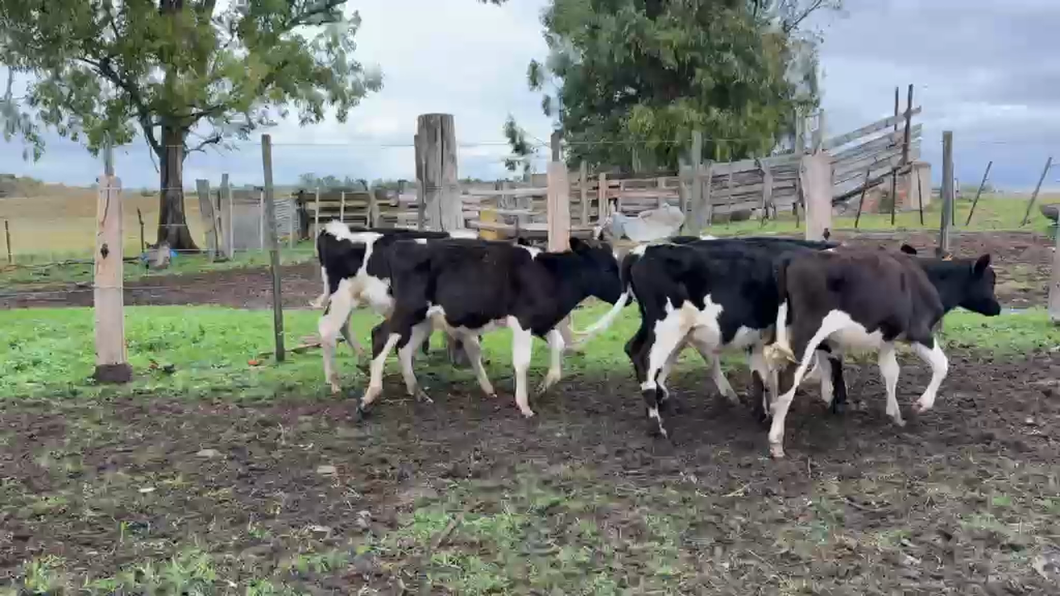 Lote TERNEROS