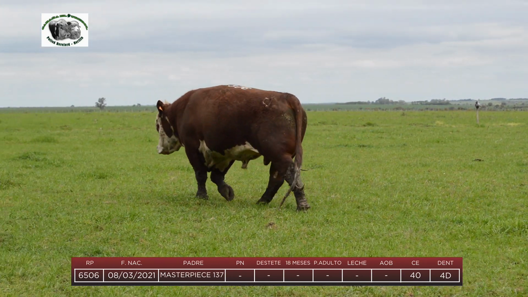 Lote Toros a remate en 6to Remate Anual Cabaña "El Trébol" de Martín Salto Stefani, Paysandú