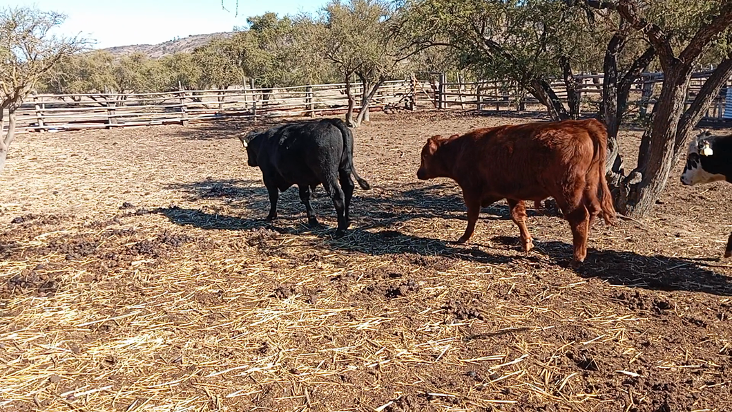 Lote 25 Ternero en San Pedro, Región Metropolitana