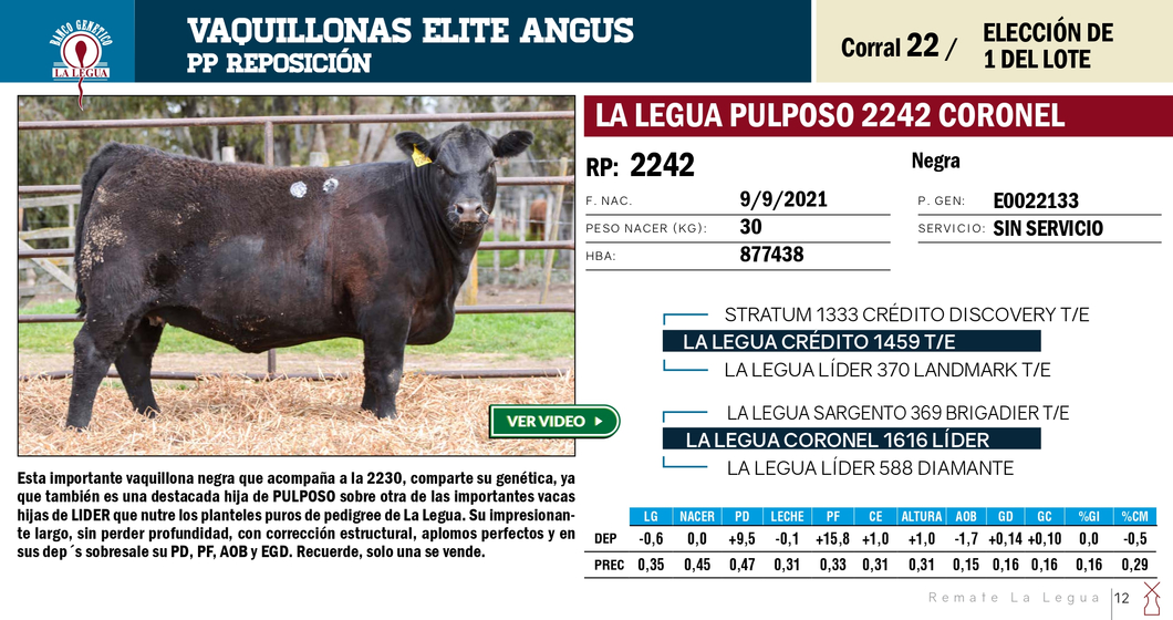 Lote VAQUILLONAS ANGUS  PP REPOSICIÓN LA LEGUA