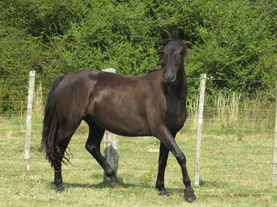 Lote Morocho Don Miguel