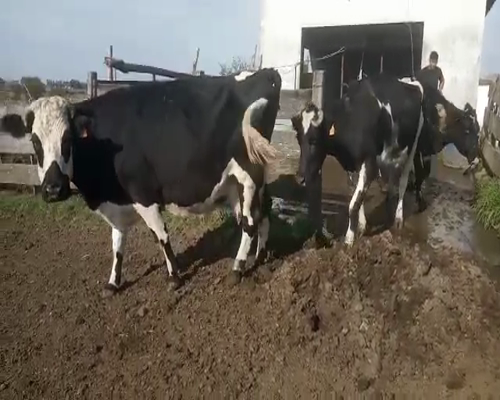 Lote 3 Vaca 580kg - , San José