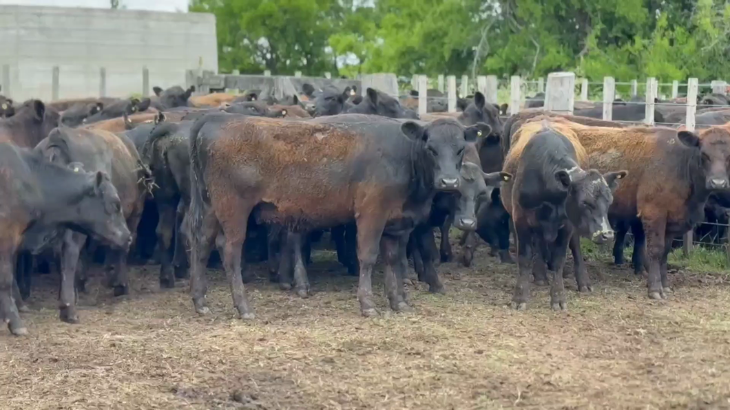 Lote 121 Vaquillonas