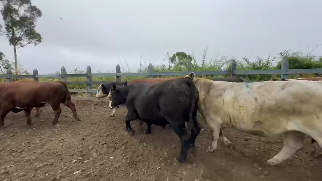 Lote 44 Novillo Gordo en Osorno, X Región Los Lagos