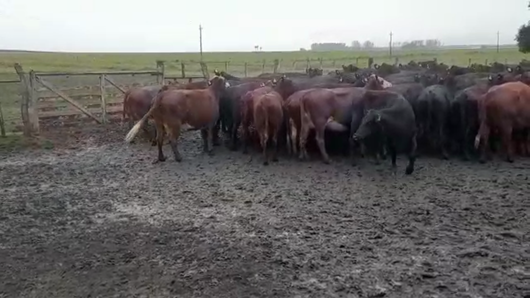Lote (Vendido)78 Vacas de Invernada AA a remate en REMATE ESPECIAL DE TERNEROS 420kg -  en MERCEDES