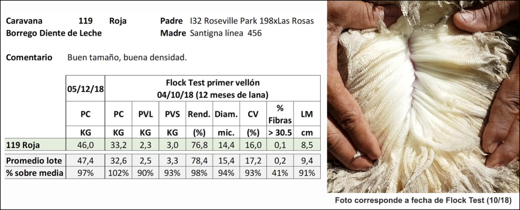 Lote Caravana 119