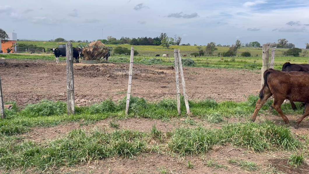 Lote TERNEROS Y TERNERAS