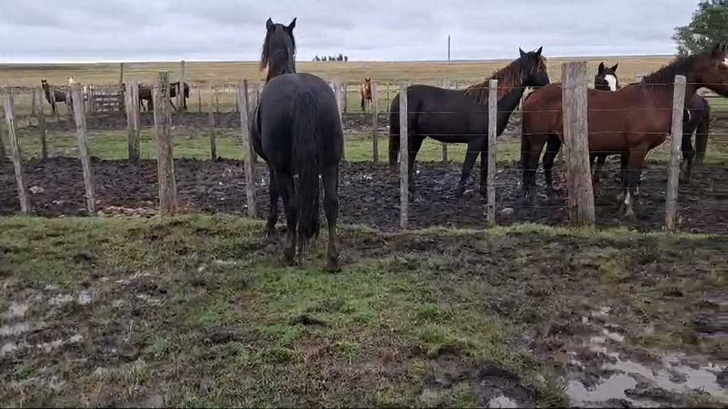 Lote Padrillo CRIOLLO RP 466 SABANDIJA CARAGUATA a remate en 2º Remate Virtual Baltasar Brum en PALMA SOLA