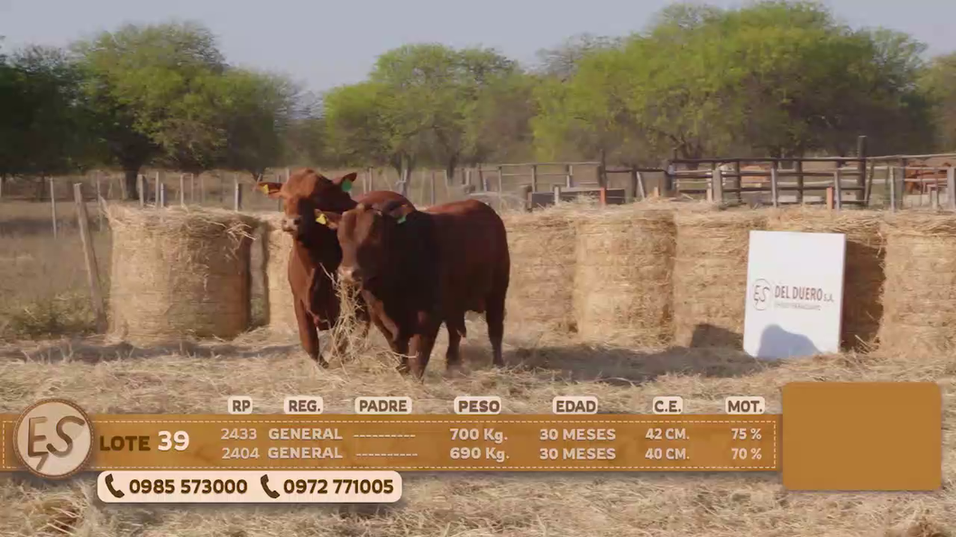 Lote Toro