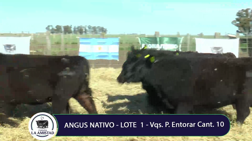 Lote Vaquillona para entorar