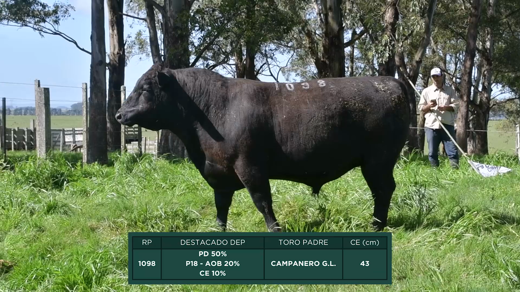 Lote Toros a remate en 16º Remate Anual La Campana de Ardao, Treinta y Tres