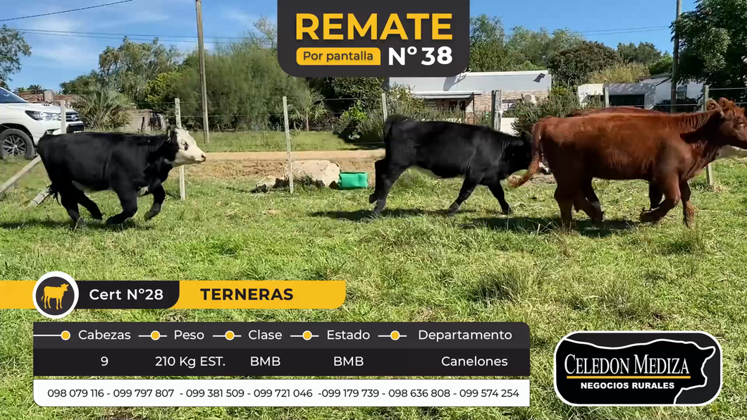 Lote 9 Terneros en Santa Rosa, Canelones