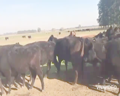 Lote 26 Vacas nuevas vacias en Brandsen, Buenos Aires