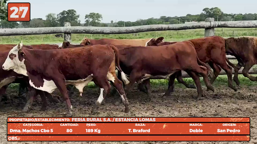 Lote LOTE 27