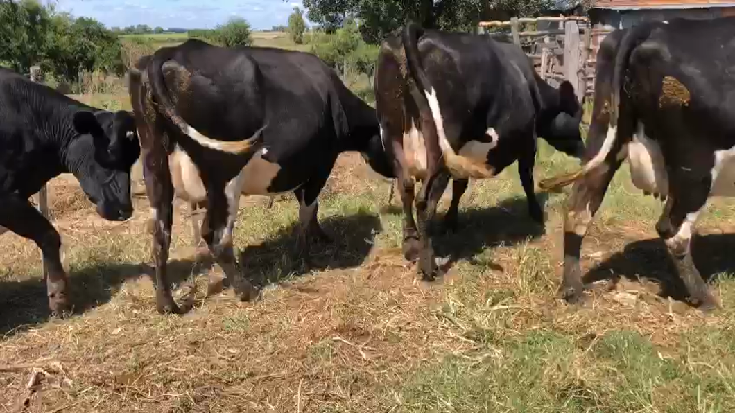 Lote 4 vacas proximas