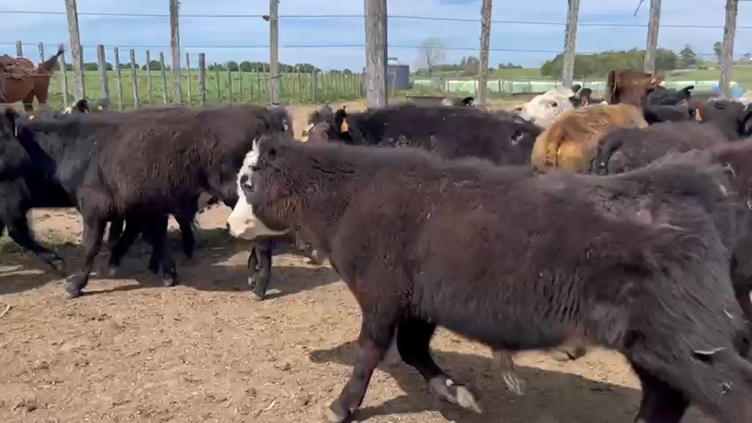 Lote (Vendido)18 Terneros Angus y Caretas a remate en Remate por pantalla de la Exposición de San José en Santa Lucia